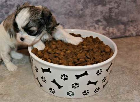 Your New Puppy Not Eating? Older Dog off His Food? Find Out Why