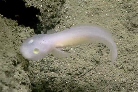 Ghost Fish Seen Alive For The First Time Cbs News