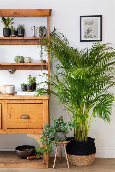 12 Lush Indoor Plants To Freshen Up And Decorate Your Home Cubicoon