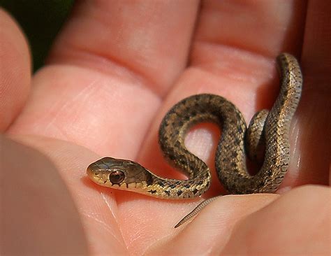 Sssssnakes Cute Baby Snakes Baby Animal Zoo