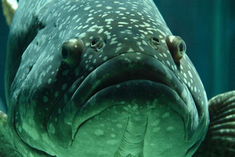 Do Fish Feel Pain? | Blog | Nature | PBS