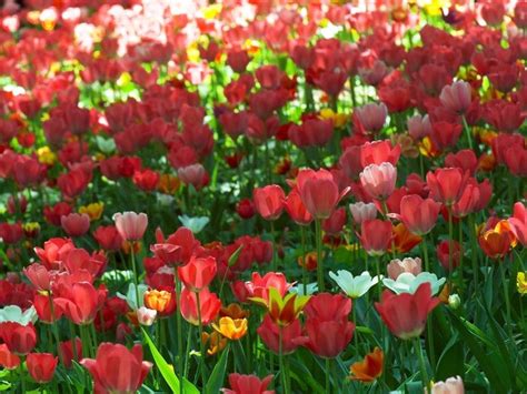 1600x1200 Tulips Flowing Flowerbed Green Spring Wallpaper 