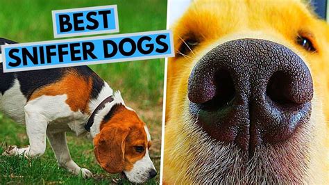 Do Dogs Have The Best Sense Of Smell