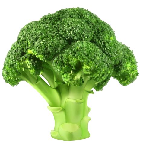 Broccoli Png Images Free Download Broccoli Clipart Free Transparent