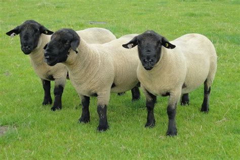 Suffolk Sheep I Only Need One Of You Suffolk Sheep Sheep Breeds