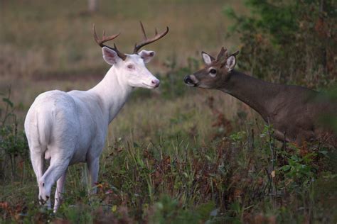 Would You Shoot An Albino Whitetail Deer Field And Stream
