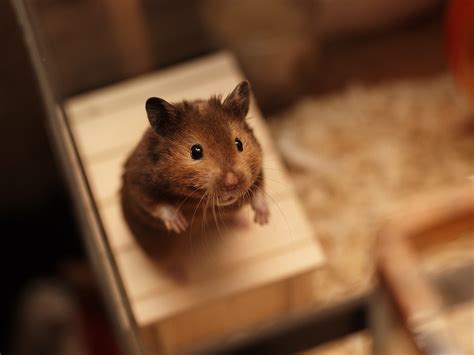 Cute Hamster Wallpaper Wallpapersafari