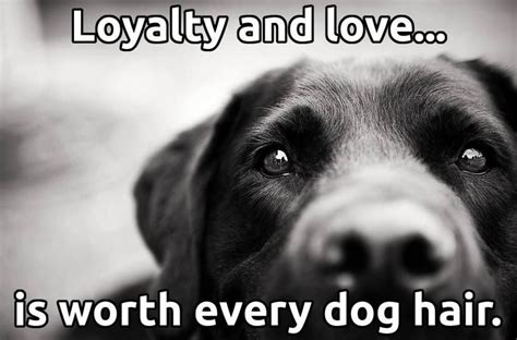 Pin By Dawn Singleton On For The ♥ Of Labs Dog Love Dogs Dog Quotes