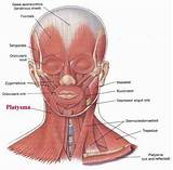 Images of Platysma Muscle Exercises Videos