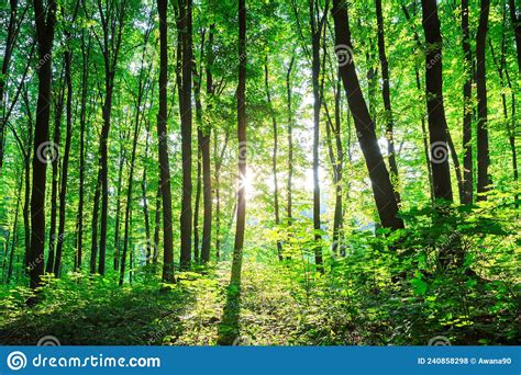 Spring Forest Trees Nature Green Wood Sunlight Backgrounds Stock Photo