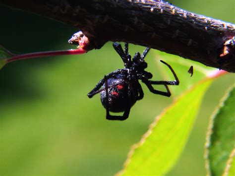 Black widow spiders prefer to nest near the ground, in dark, undisturbed areas. 5 black widow spiders habitat : Biological Science Picture ...