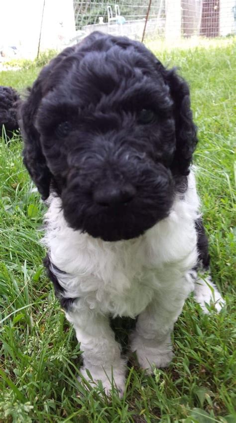Breeders of merit are denoted by level in ascending order of: Standard Poodle Puppies For Sale | Duluth, MN #312266