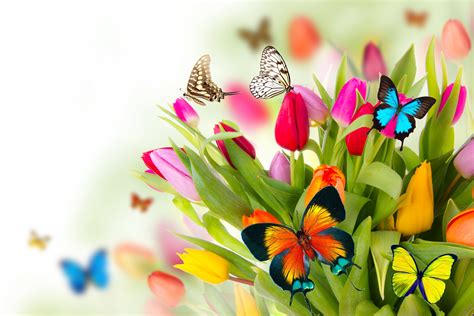 🔥 41 Spring Butterflies Wallpaper Wallpapersafari