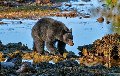 The black episode 1 subtitle indonesia, dalam format mp4 360p, mp4 480p, mp4 720p, mp4 1080p. travel4pictures | American black bear, Ucluelet 2014
