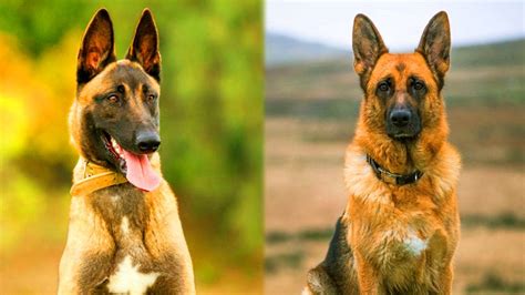 Berger Allemand Et Berger Belge Malinois Comparaison De Deux Races