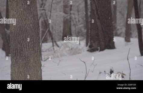 Snow Falling In A Forest Stock Videos And Footage Hd And 4k Video Clips