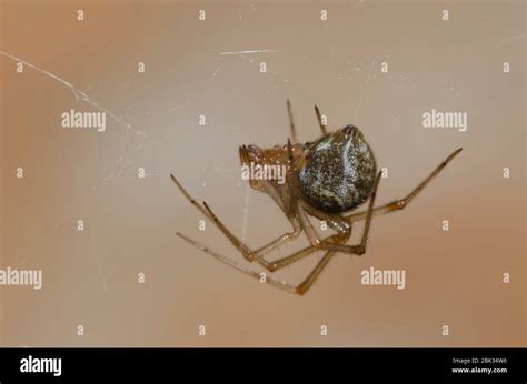 Common House Spider Parasteatoda Tepidariorum Stock Photo Alamy