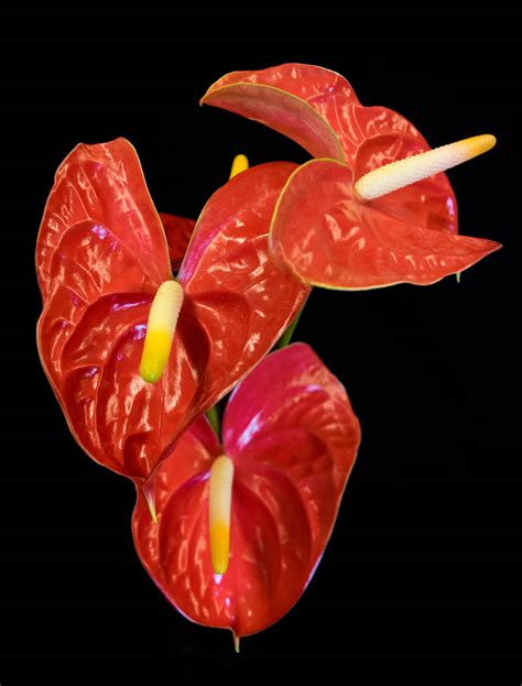 Red Anthuriums Gecko Farms Hawaii Leis And Fresh Tropical Flowers
