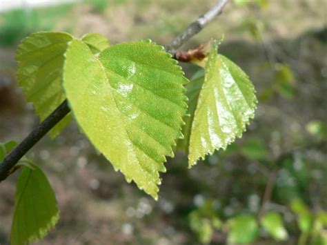 Dreamstime is the world`s largest stock photography community. File:Birch leaves green leaves.jpg - Wikimedia Commons