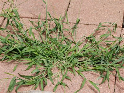 What Does Crabgrass Look Like A Closer Look At An Invader Jun 2020