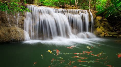 River Waterfall Coast Colorful Fish Greens Water Tropical Forest Nature