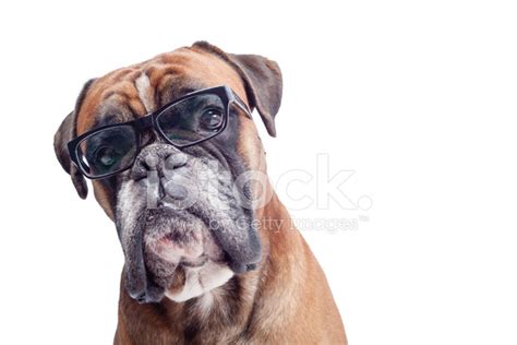 Boxer Dog Wearing Glasses Stock Photo Royalty Free Freeimages