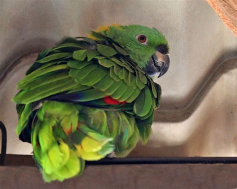 Costa Rica Parrots