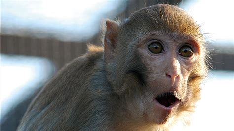 Rhesus Macaque Facts History Useful Information And Amazing Pictures