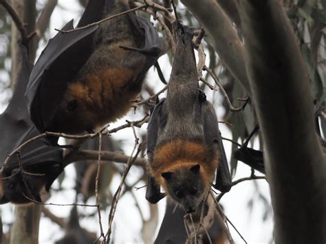 Flying Foxes In Yarra Bend Park P Kealy Photography Flickr