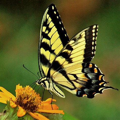 Attract Eastern Tiger Swallowtail Identification Guide Gardens With