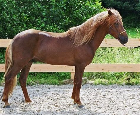 aegidienberger horse breed information history  pictures