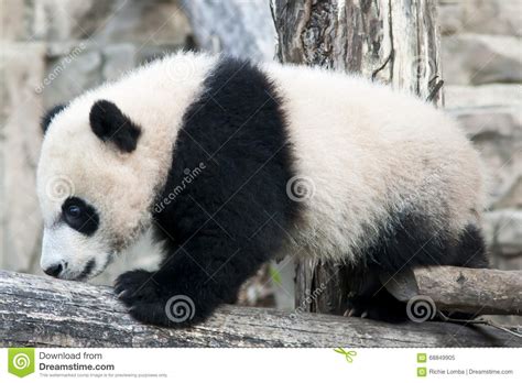 Giant Panda Cub Stock Image Image Of Animal China White 68849905