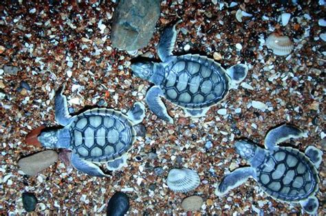 Queensland Flatback Turtle Hatchlings Mon Repos Conservation Park