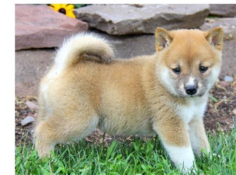 Shiba Inu Puppies California : Shiba Inu Puppies For Sale | San Diego, CA #297270 : Our puppies