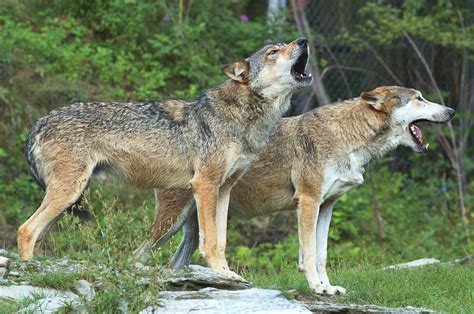Europäischer Wolf Canis Lupus Lupus Wildland Stiftung Bayern
