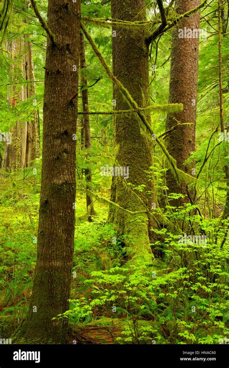 Ancient Forest Oswald West State Park Oregon Stock Photo Alamy