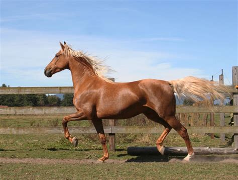 Antigo Home Antigo American Saddlebreds