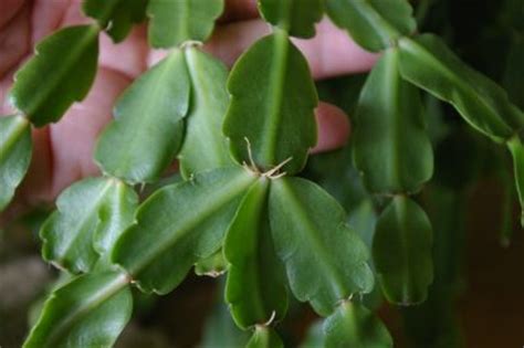 Full sun can cause the leaf segments to turn dark red. Christmas Cactus Aerial Roots - What Are These Roots ...