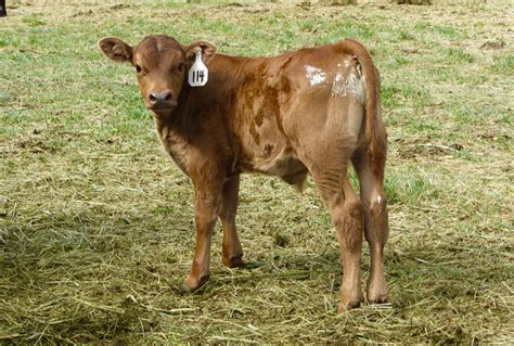 Be Alert For Common Young Calf Problems Grainews