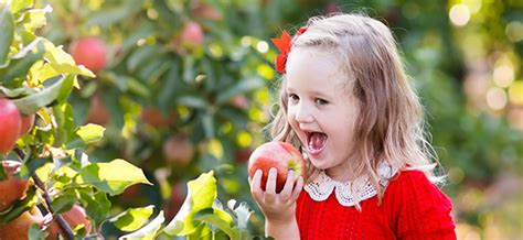 8 Reasons Why Apples Are Good For You The Groves