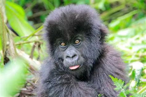 Gorila Da Montanha Características Nome Científico E Fotos Mundo