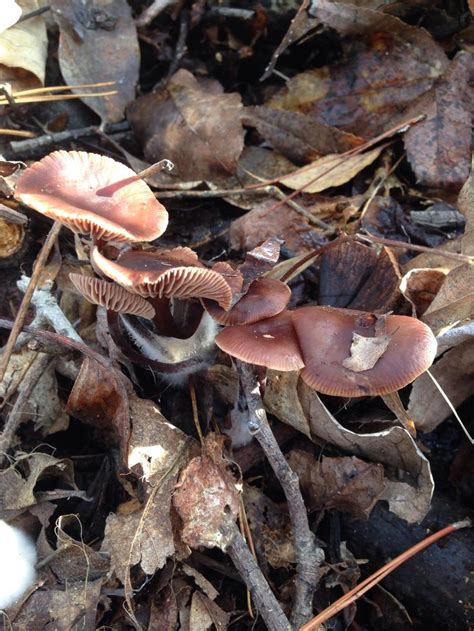 Took This Back In November They Were Growing On A Stick In Nc Mycology