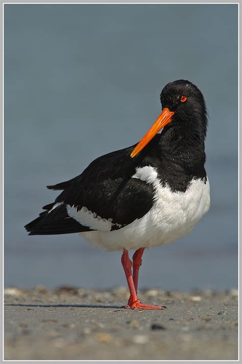 This is helgoland & die düne by matthias on vimeo, the home for high quality videos and the people who love them. Austernfischer (Haematopus ostralegus), Helgoland , Düne ...