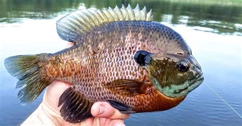 Bluegill Fishing 101 Everything You Need To Know