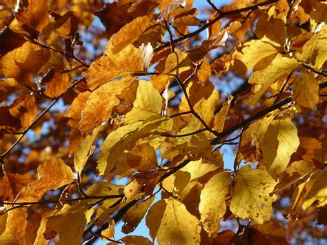 Beech Leaves Fall Free Photo On Pixabay Pixabay