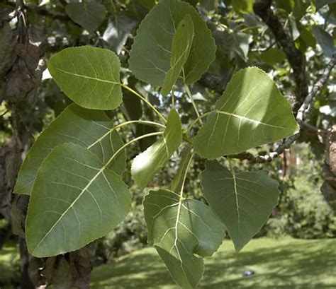 Populus Deltoides Eastern Cottonwood Salicaceae