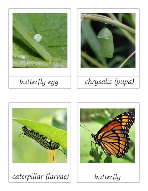 These 4 stages of a butterfly's life vary slightly depending on the specific type of butterfly. butterfly life cycle | Flickr - Photo Sharing!