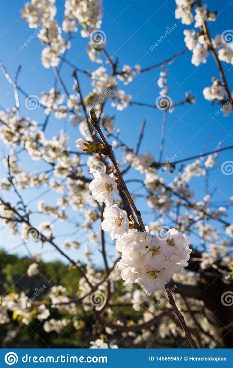 Cherry Tree Blossom Stock Image Image Of Blooming Sunshine 145699457
