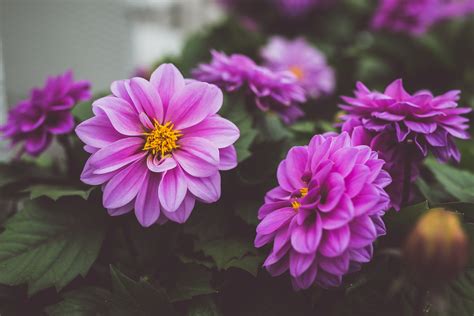 Close Up Photography Of Purple Dahlia Flowers · Free Stock Photo