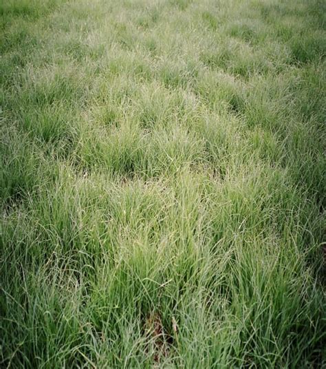 There are also chemical treatments which may be applied to the seed to break dormancy. SUNDANCER BUFFALOGRASS - Johnston Seed Company